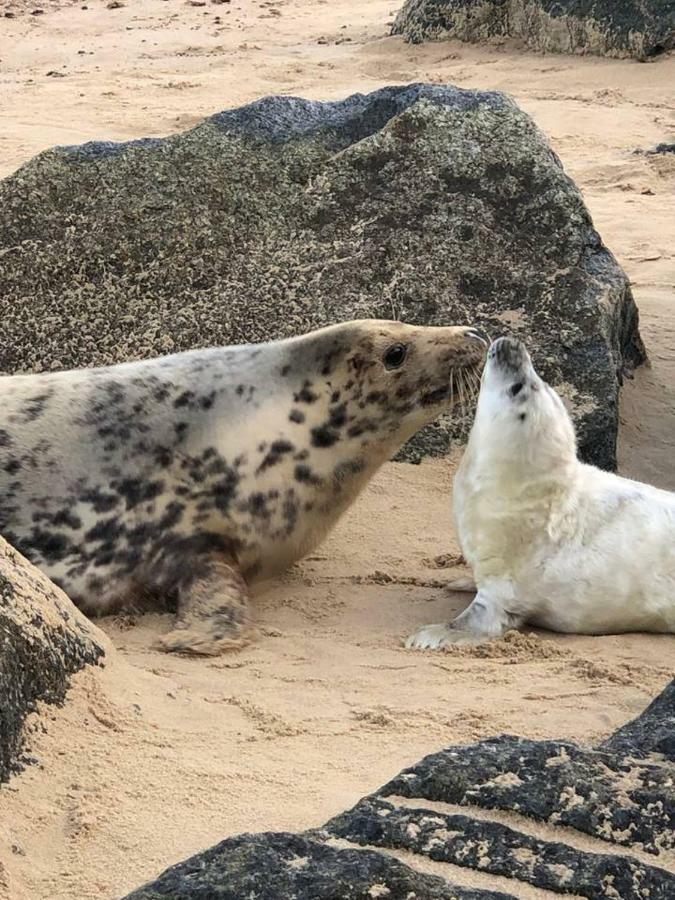 The Pollywiggle, Waxham, Nr Sea Palling Dog Friendly, Private Walk To The *